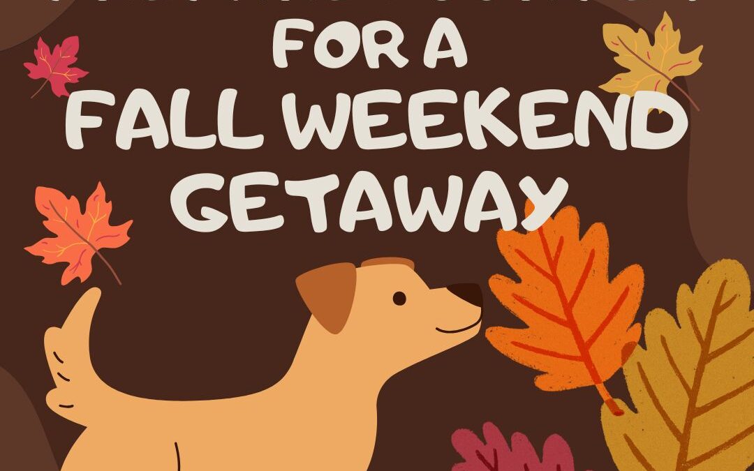 How to Prepare Your Pet for a Fall Weekend Getaway