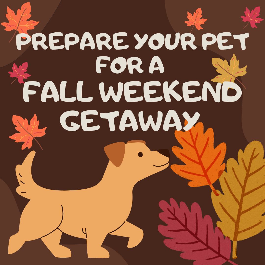 How to Prepare Your Pet for a Fall Weekend Getaway