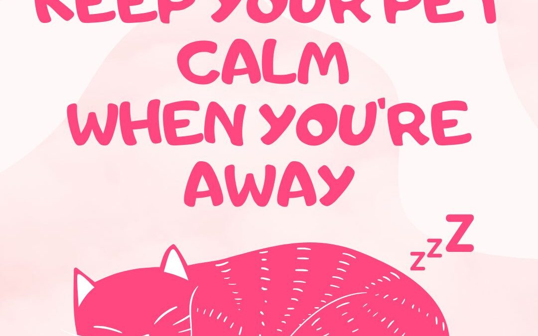 Keep Your Pet Calm When You’re Away