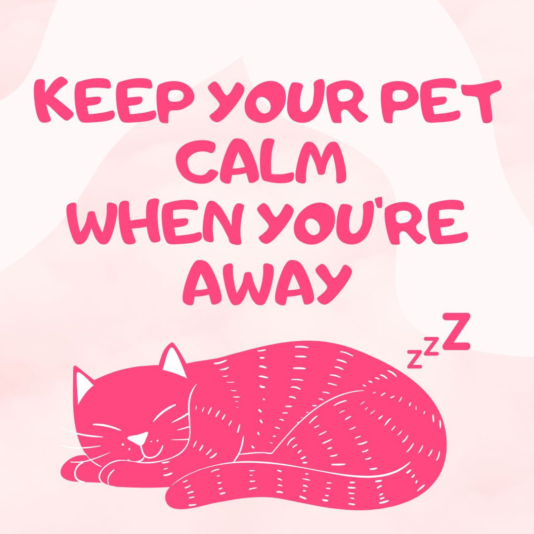 Keep Your Pet Calm When You’re Away