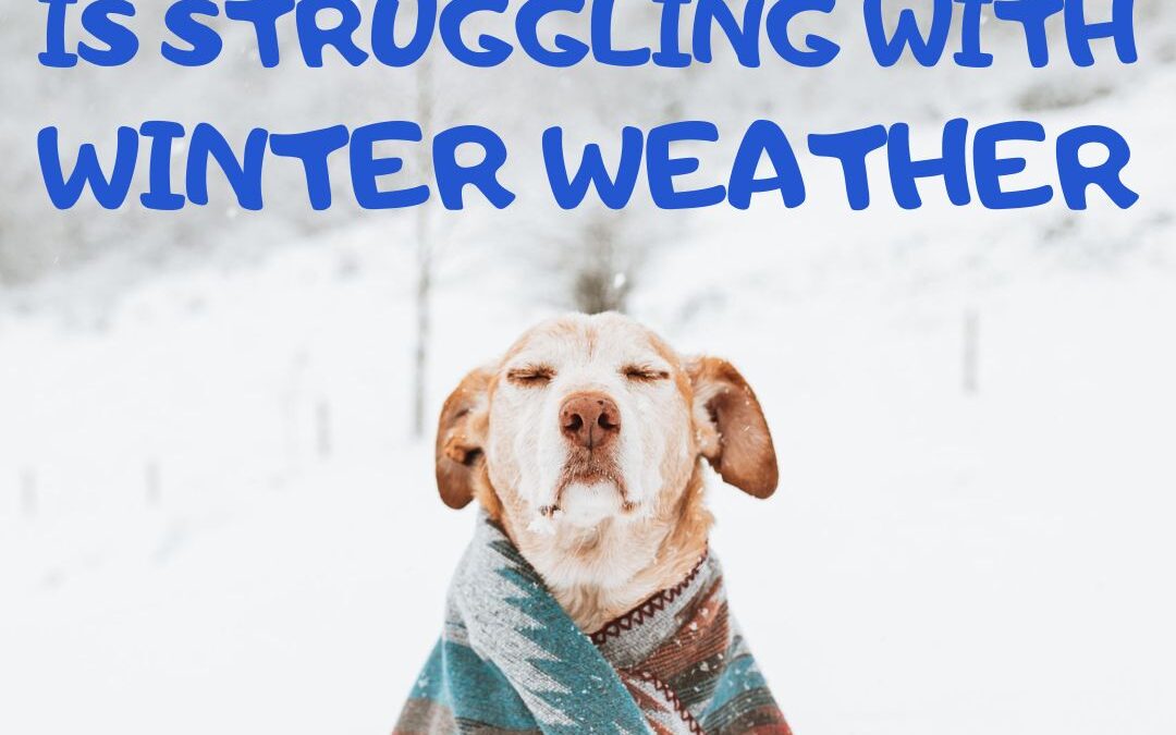 Signs Your Pet May Be Struggling With Winter Weather