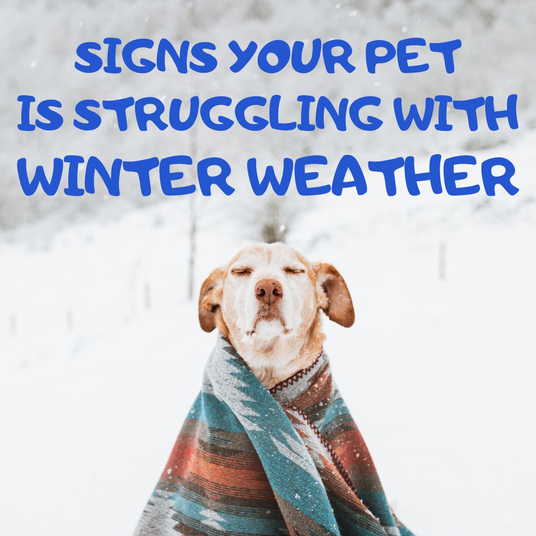 Signs Your Pet May Be Struggling With Winter Weather