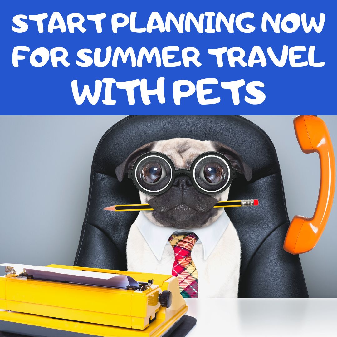 Start Planning Summer Travel With Your Pet Now, in Winter