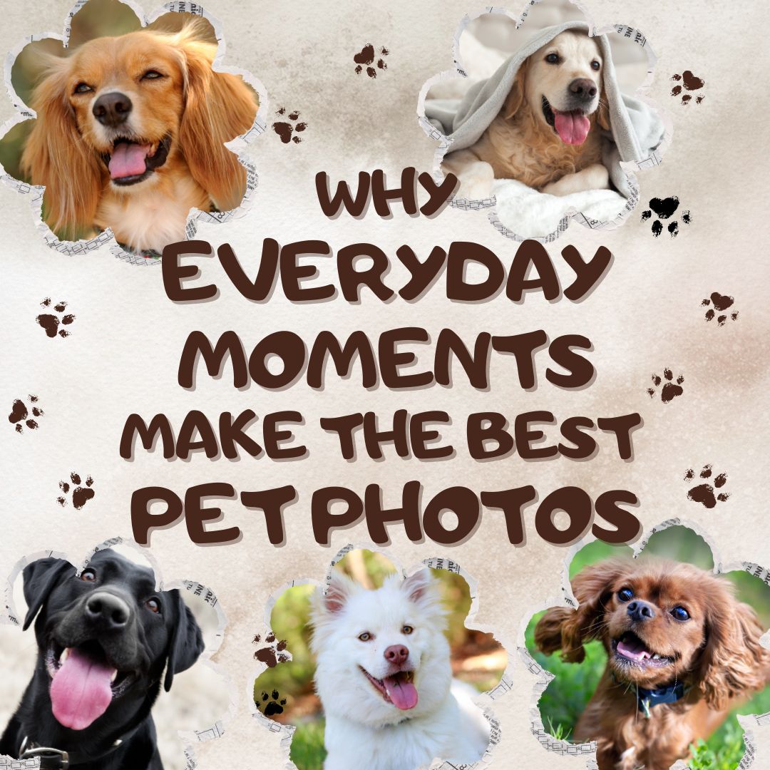Why Everyday Moments Make the Best Pet Photos