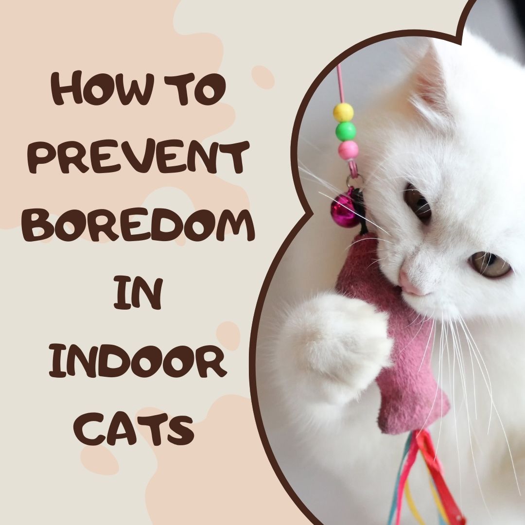 Understanding Cat Body Language: What Every Cat Parent Should Know