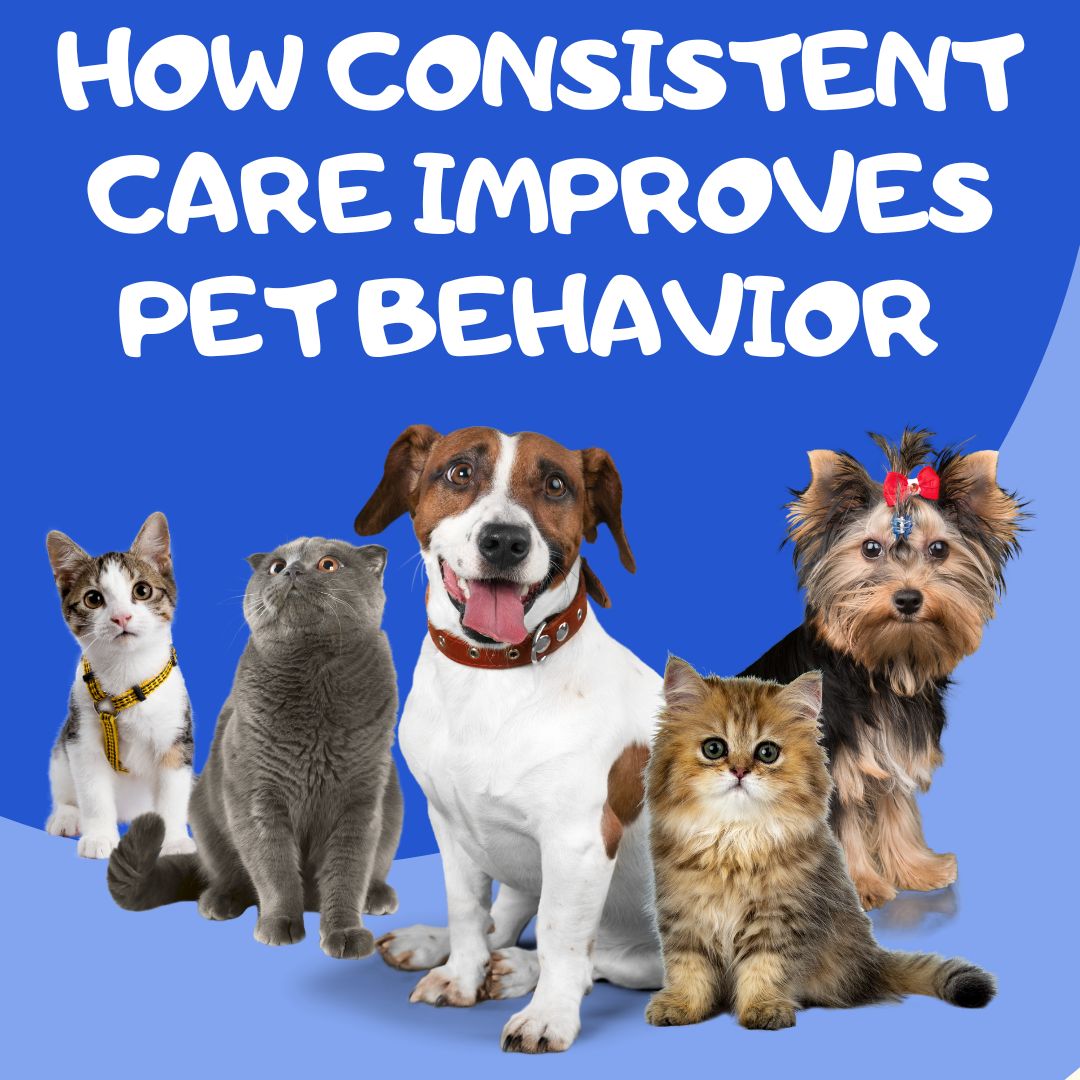 How Consistent Care Improves Pet Behavior
