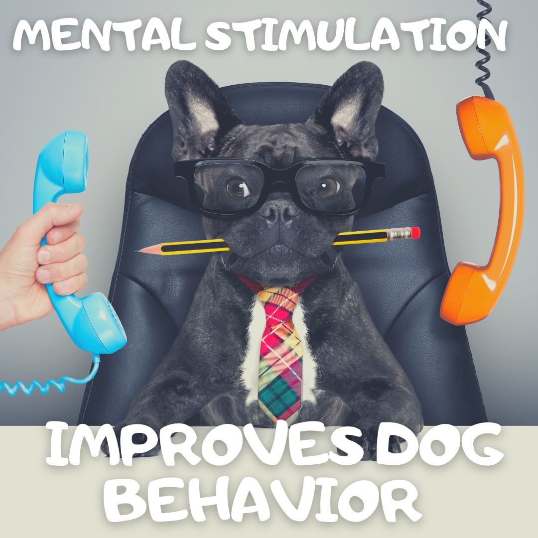 How Mental Stimulation Improves Dog Behavior