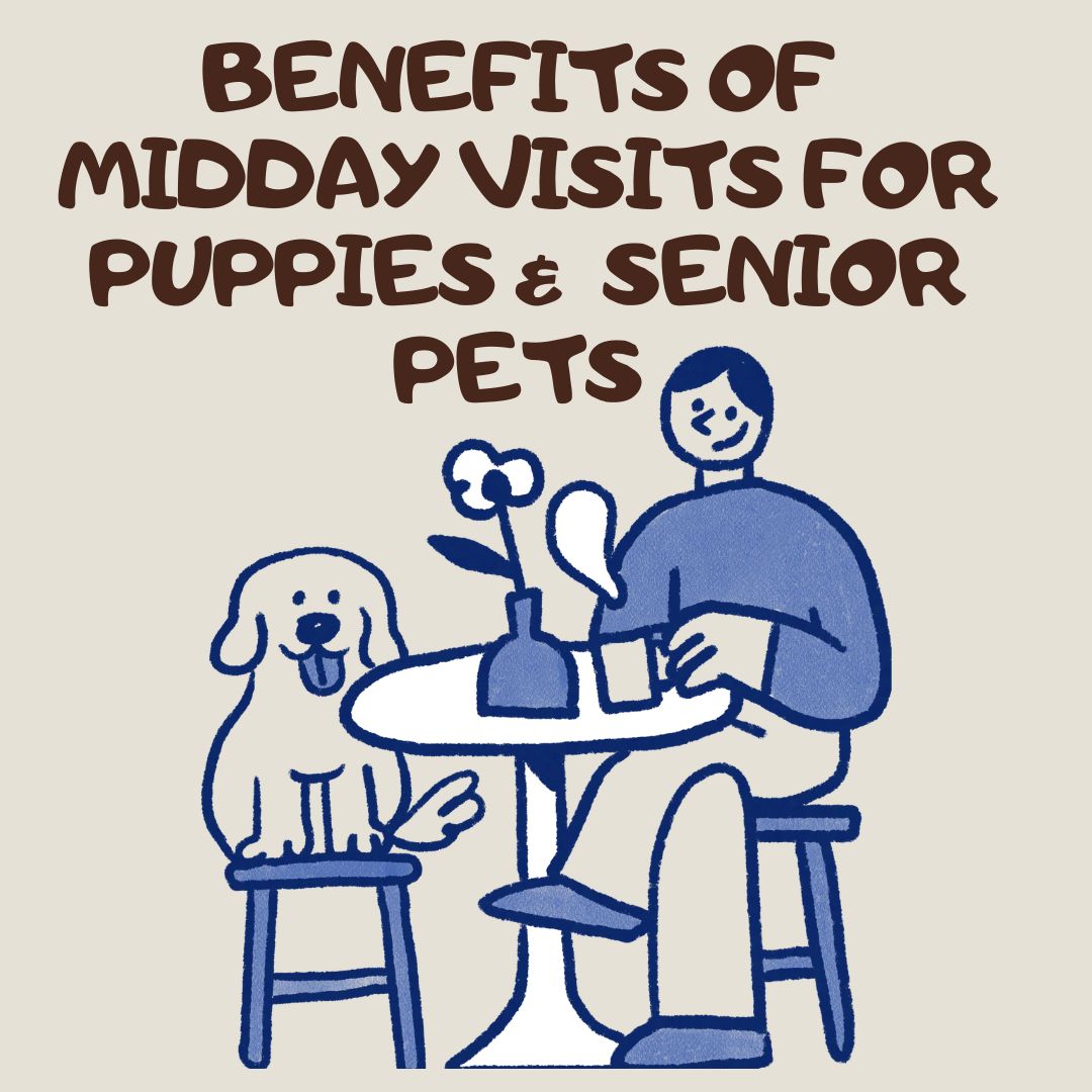 The Benefits of Midday Visits for Puppies and Senior Pets