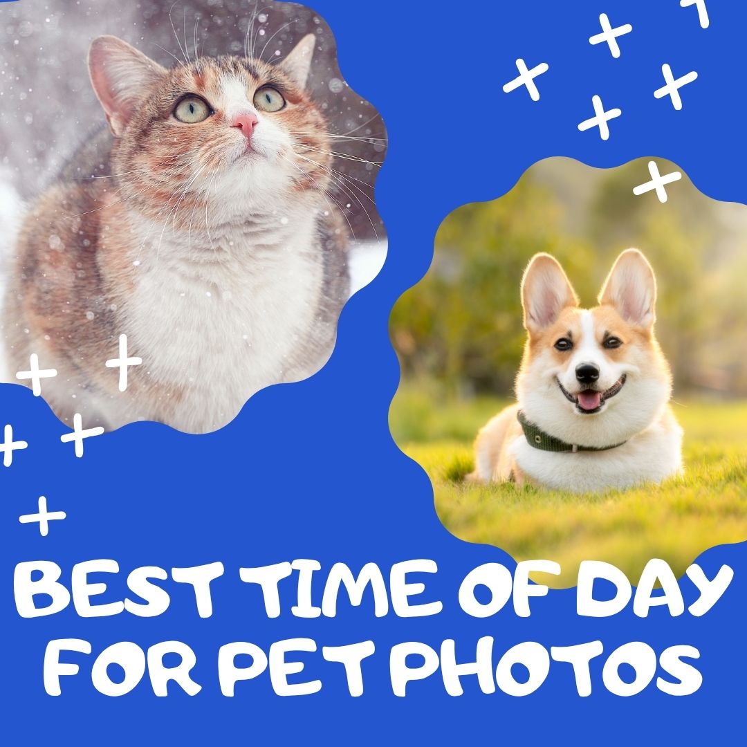 The Best Time of Day for Pet Photos (And Why It Matters)