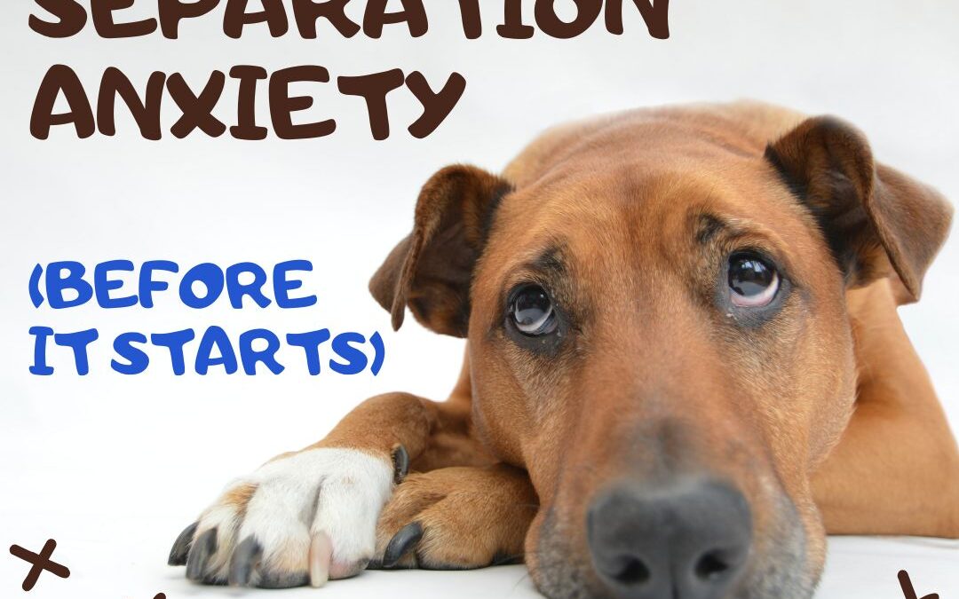 How to Prevent Pet Separation Anxiety Before It Starts
