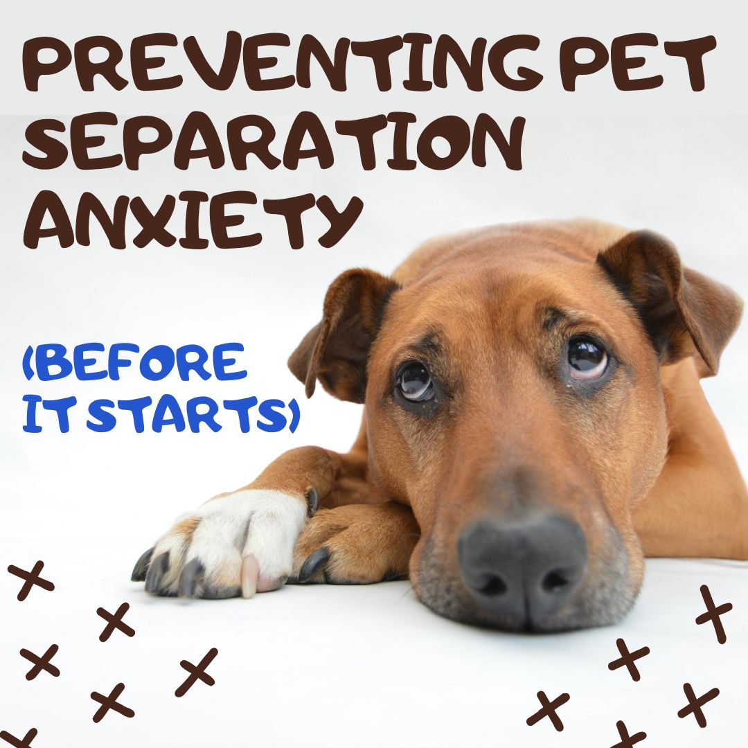 How to Prevent Pet Separation Anxiety Before It Starts