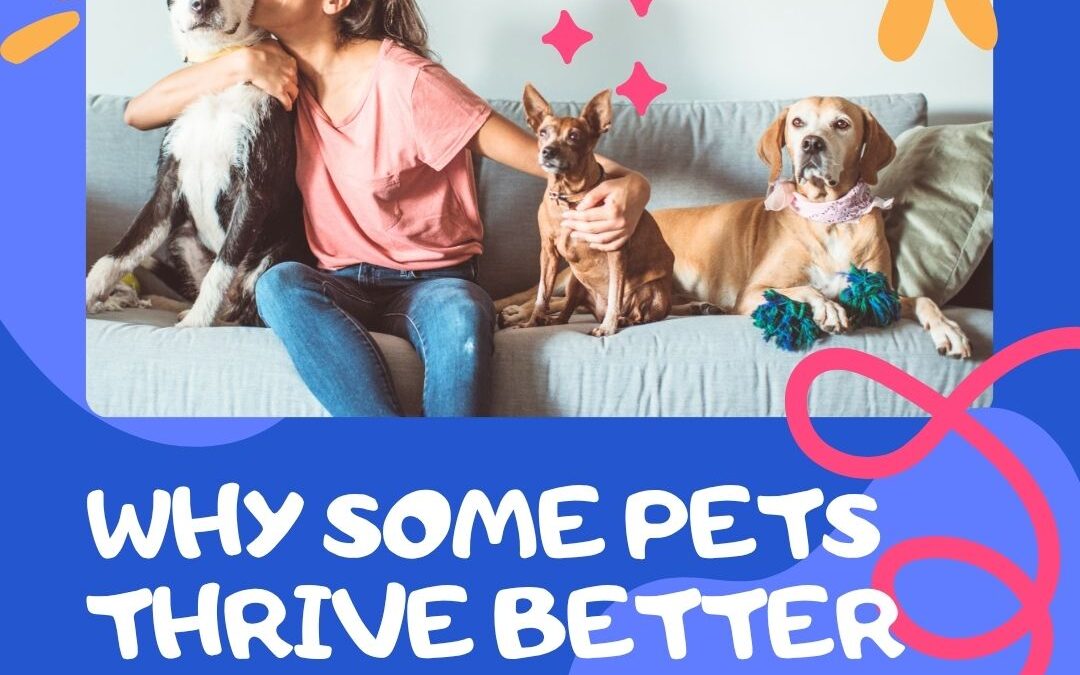 Why Some Pets Thrive Better at Home Than in Boarding Facilities
