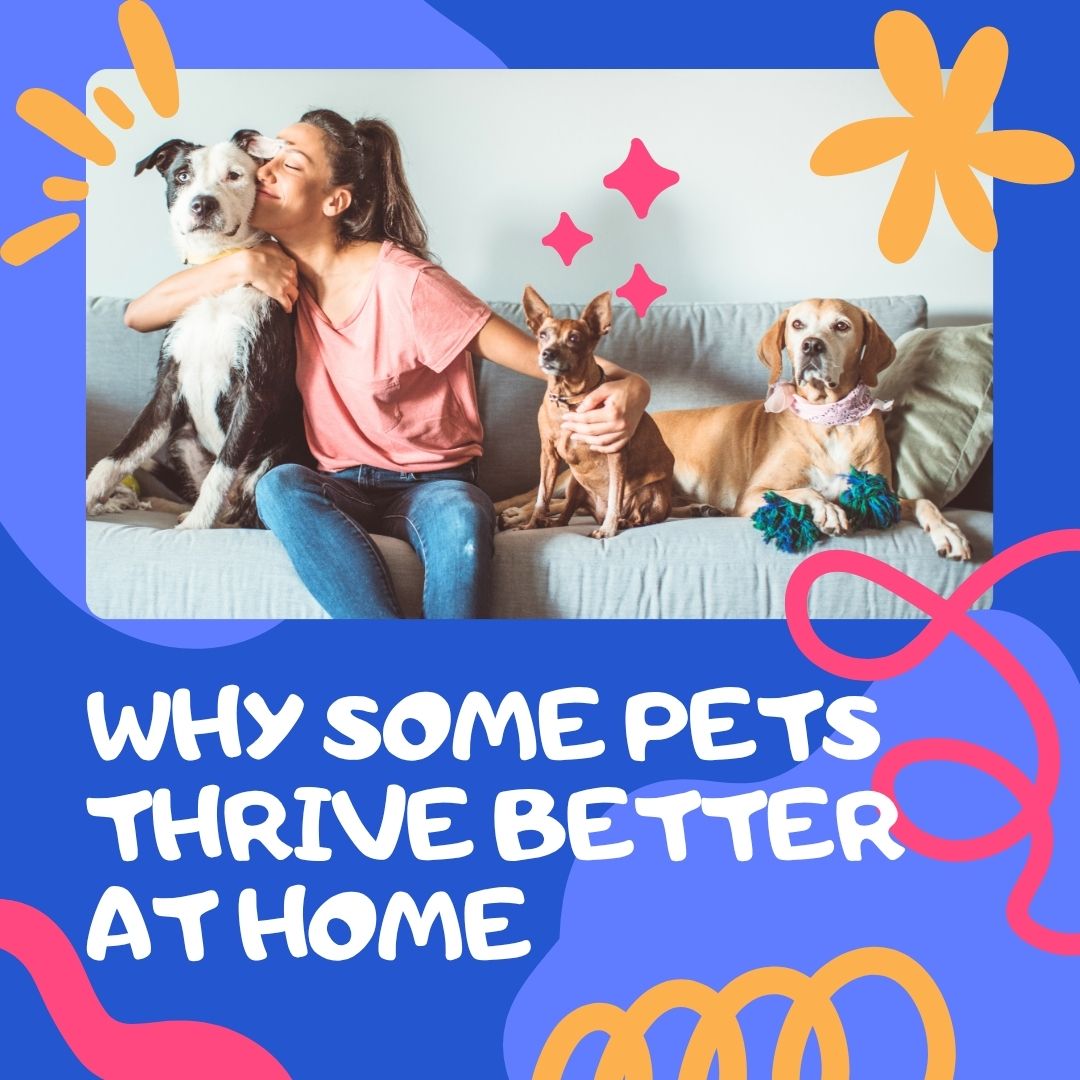 Why Some Pets Thrive Better at Home Than in Boarding Facilities