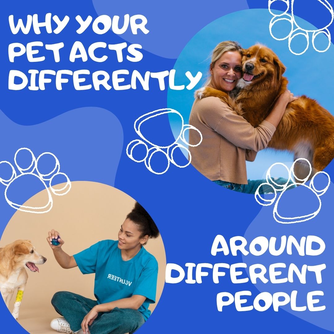 Why Your Pet Acts Differently Around Other People