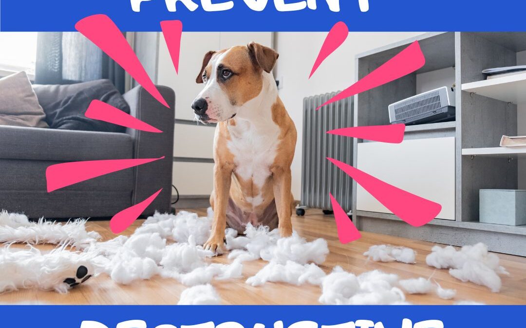 How Professional Dog Walkers Help Prevent Destructive Behaviors