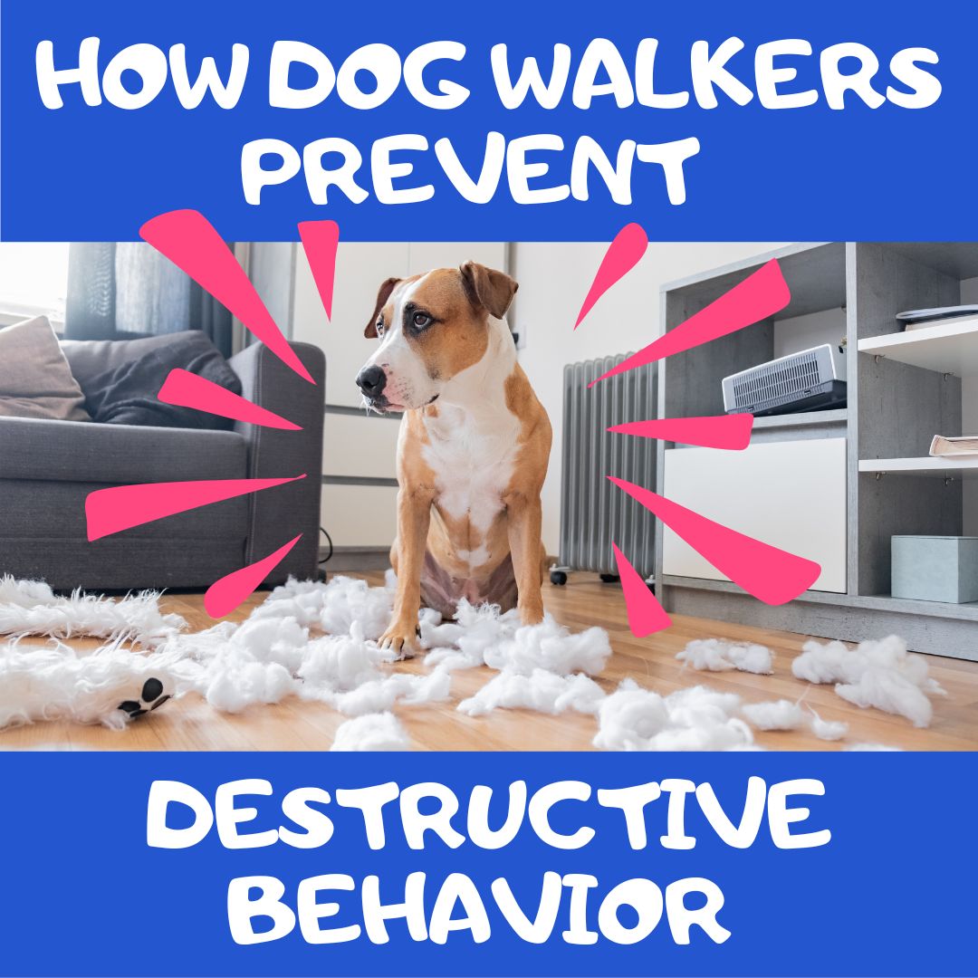 How Professional Dog Walkers Help Prevent Destructive Behaviors