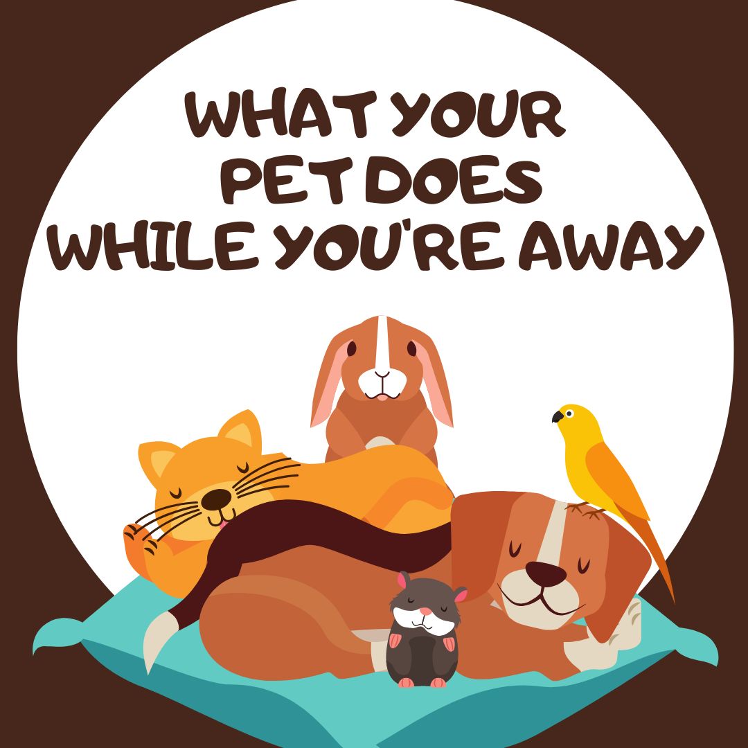 What Your Pet Does While You’re Away (And Why It Matters)