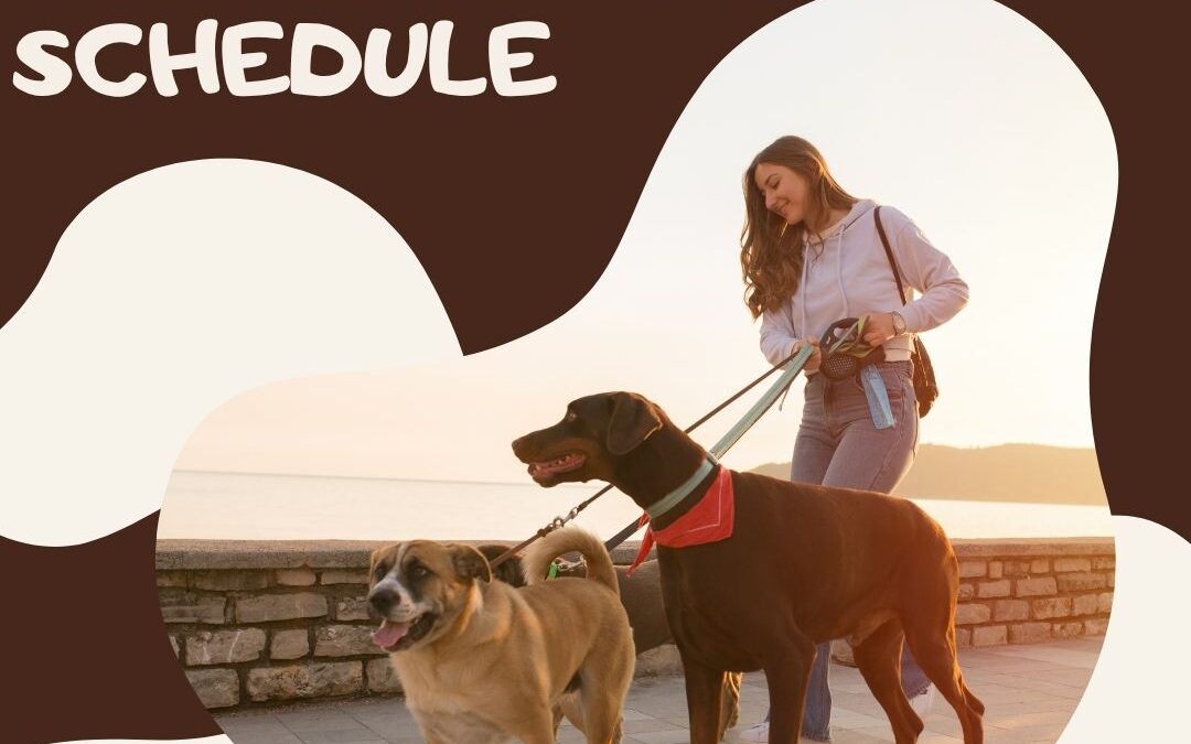 How to Transition Your Dog to a New Walk Schedule