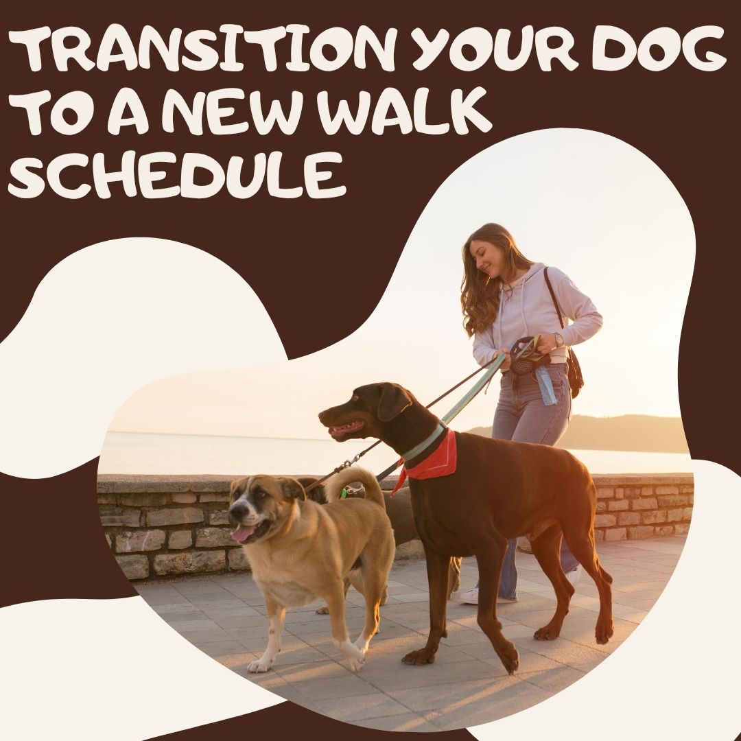 How to Transition Your Dog to a New Walk Schedule