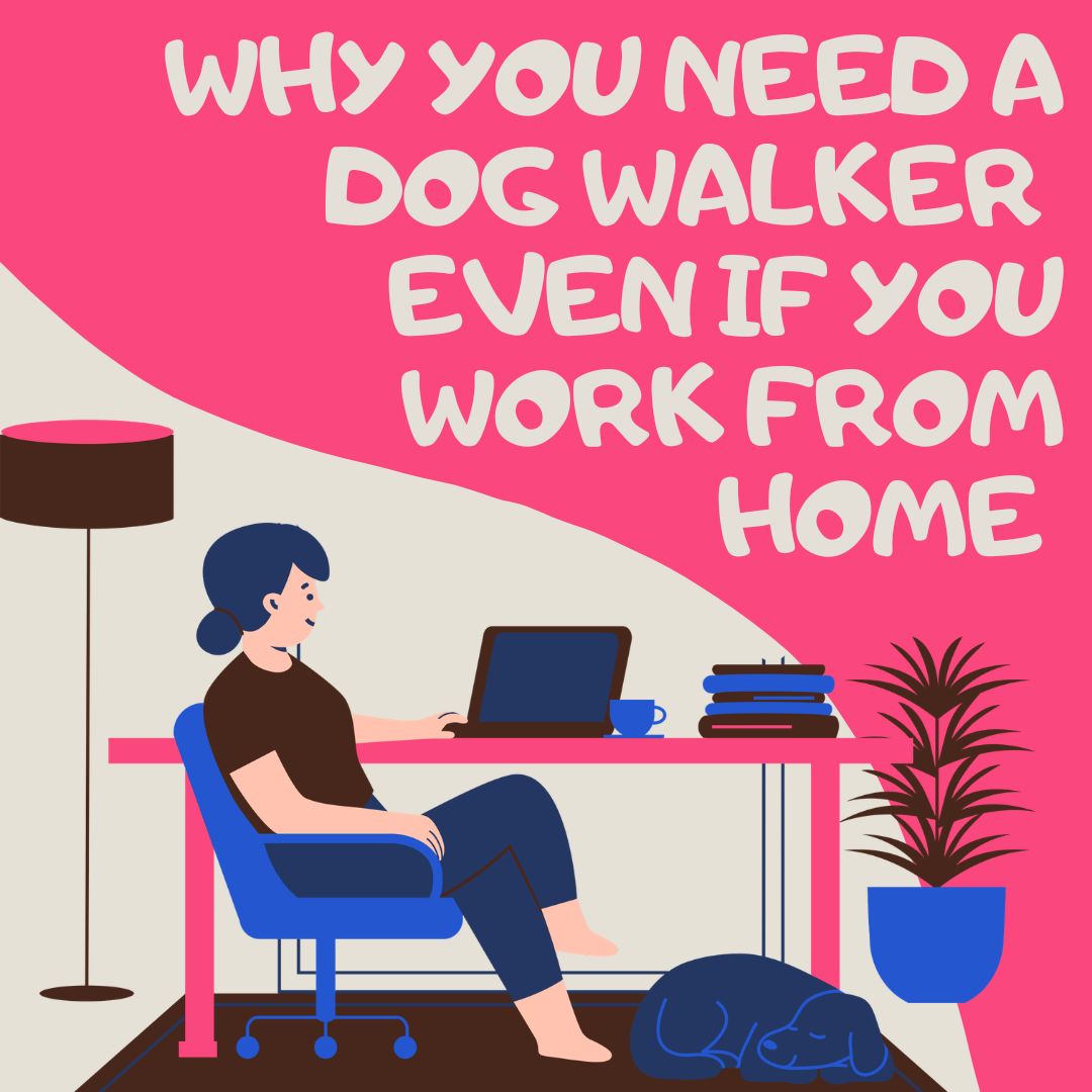 Why You Need a Dog Walker Even If You Work From Home