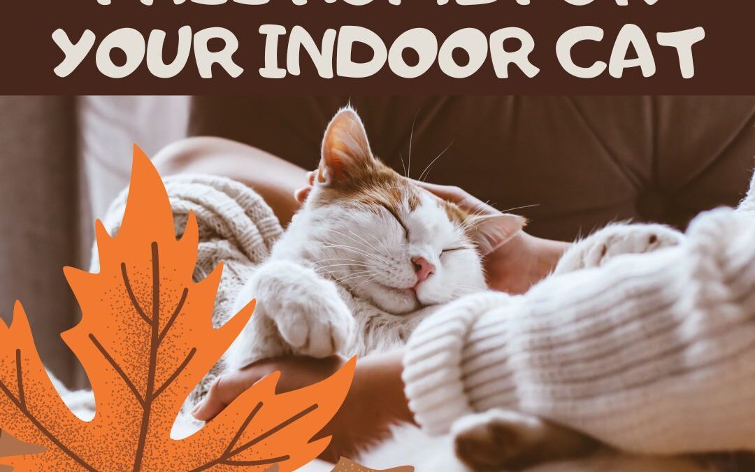 Creating a Cozy Fall Environment for Your Indoor Cat