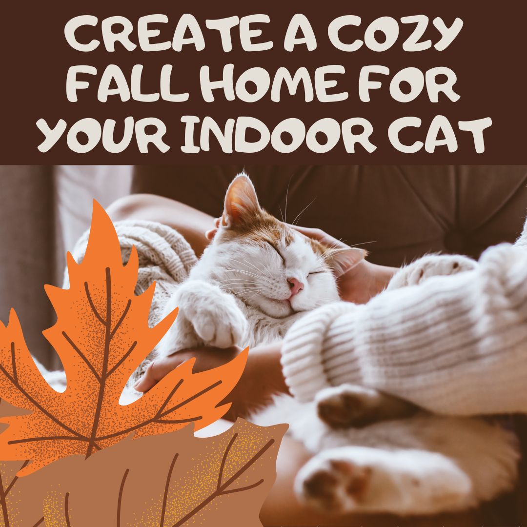Creating a Cozy Fall Environment for Your Indoor Cat