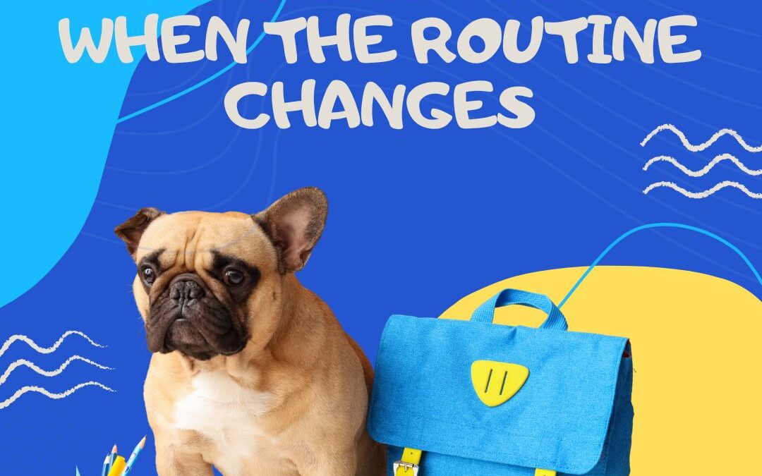 Why Your Dog Acts Differently When the Routine Changes