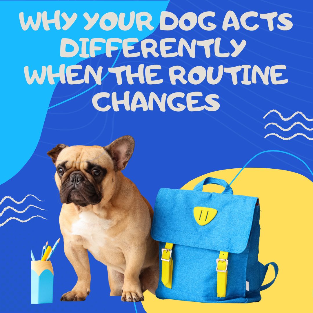 Why Your Dog Acts Differently When the Routine Changes